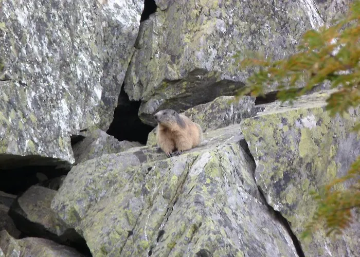 アパート 4-6 Pers Au Pied Des Pistes - Val Louron